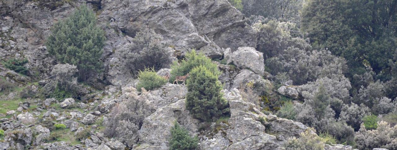 B&B La Genziana Fonni Εξωτερικό φωτογραφία