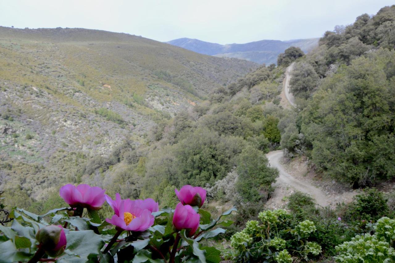 B&B La Genziana Fonni Εξωτερικό φωτογραφία